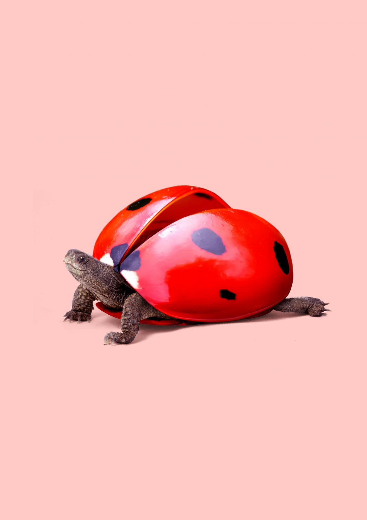 Ladybug Turtle Poster och Canvastavla