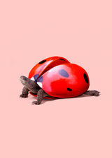 Ladybug Turtle Poster och Canvastavla