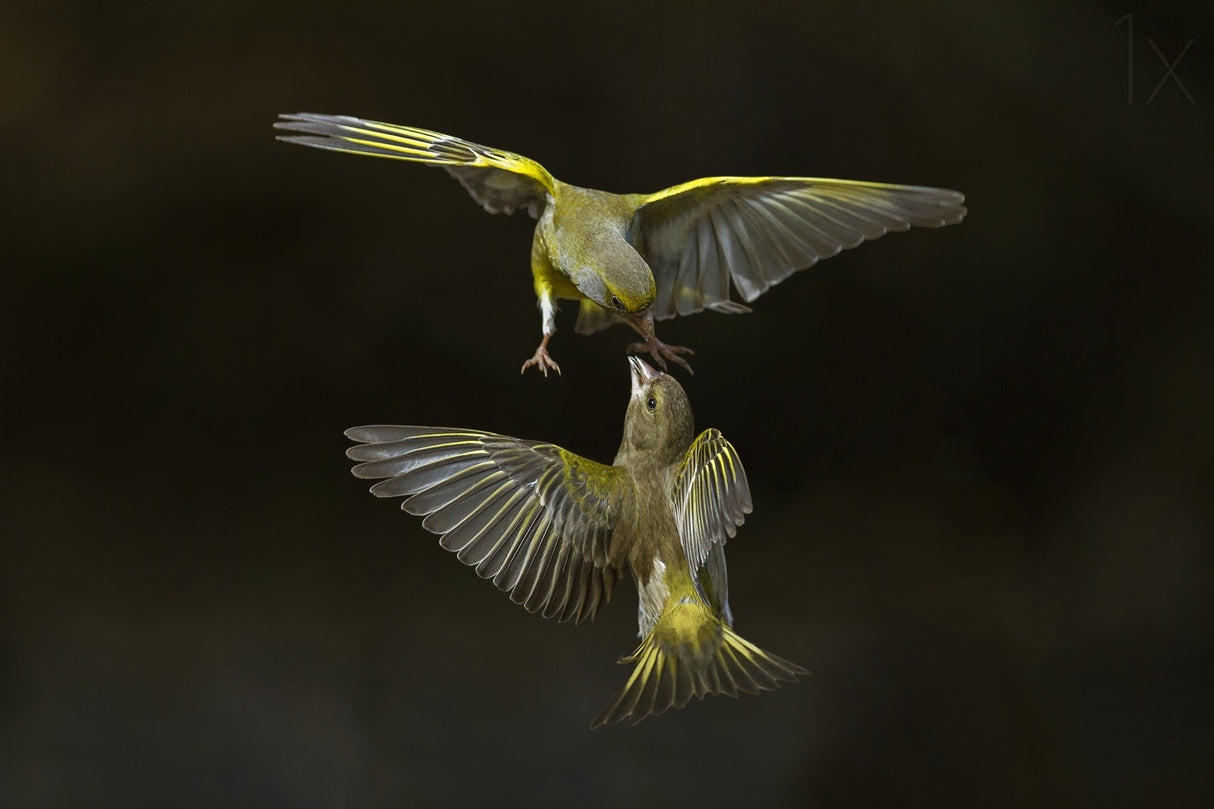 Flying attack! Poster och Canvastavla