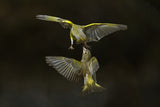 Flying attack! Poster och Canvastavla
