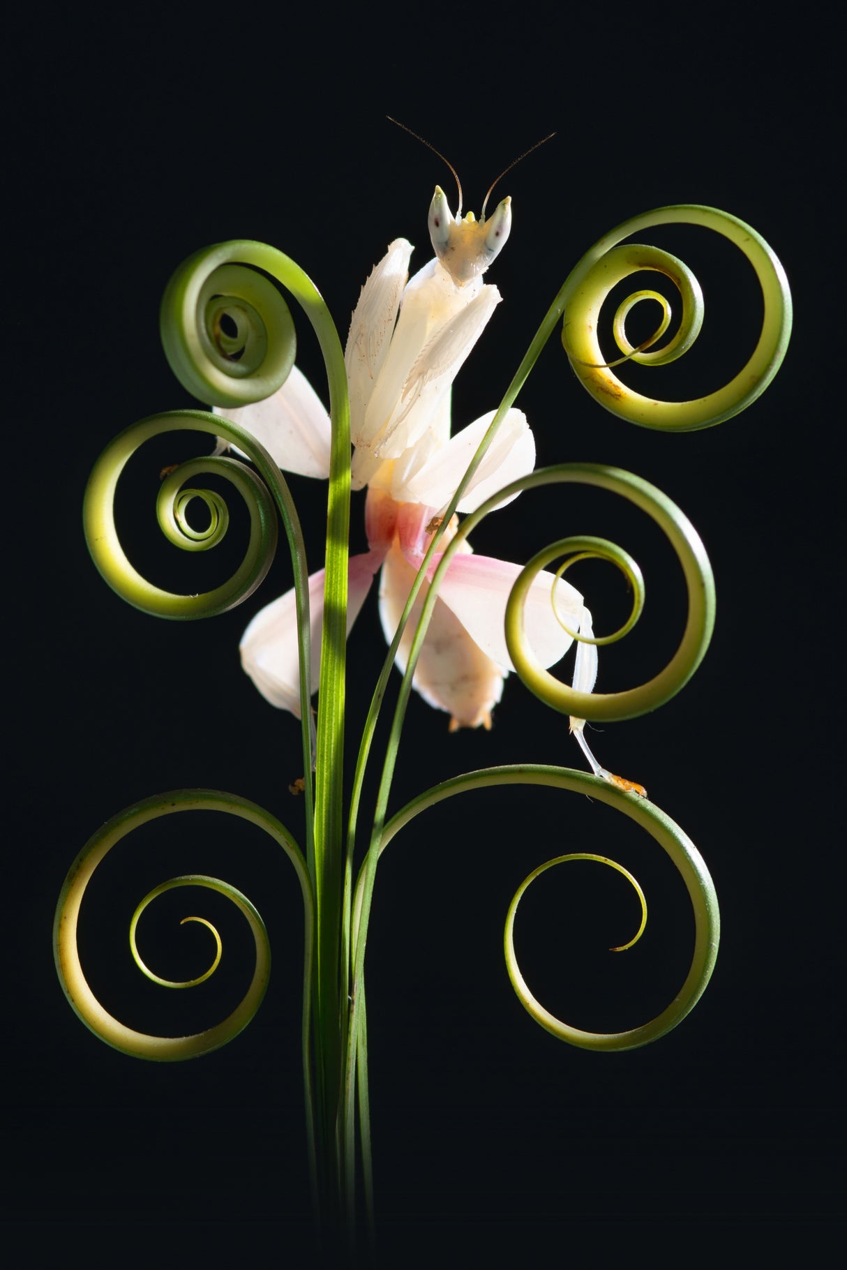 Orchid Mantis Poster och Canvastavla