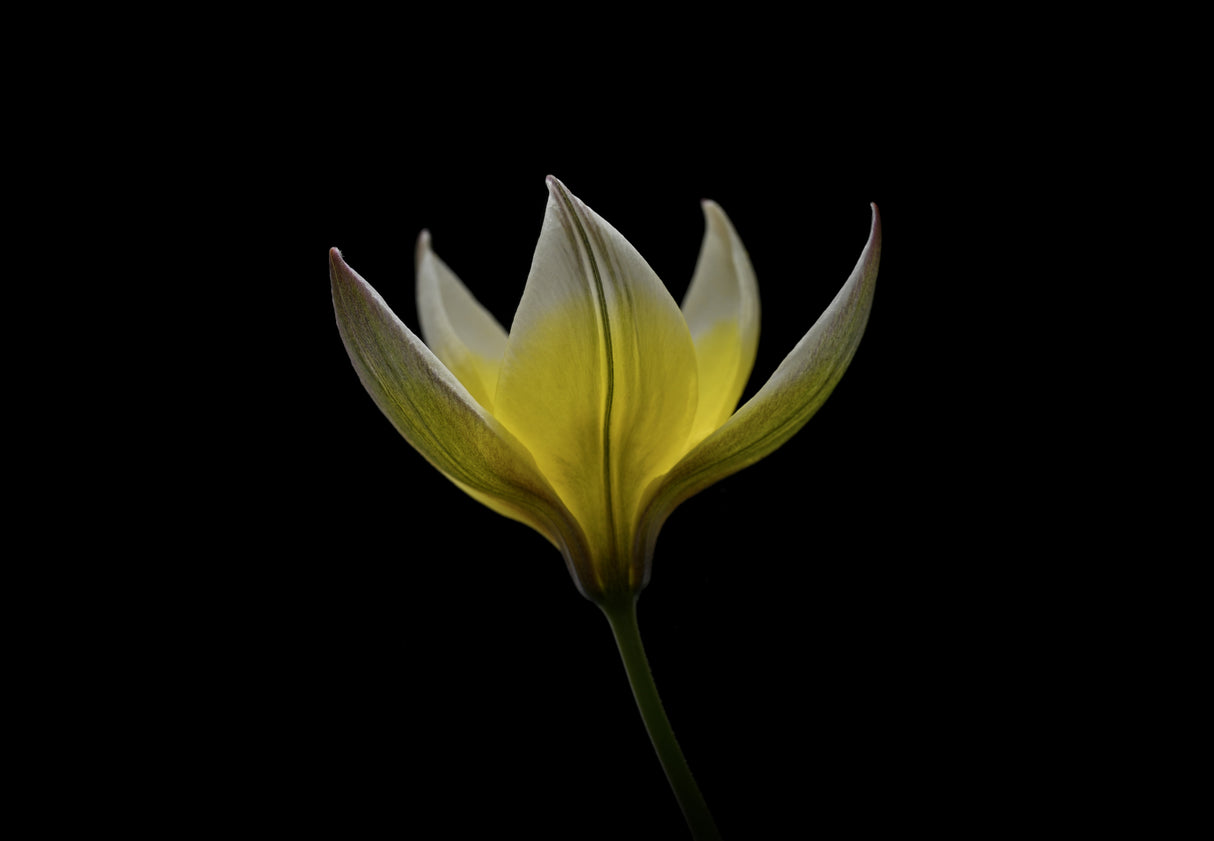 Tulipa Urumiensis Poster och Canvastavla