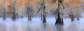 Caddo Lake Poster och Canvastavla