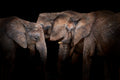 Elephants Poster och Canvastavla