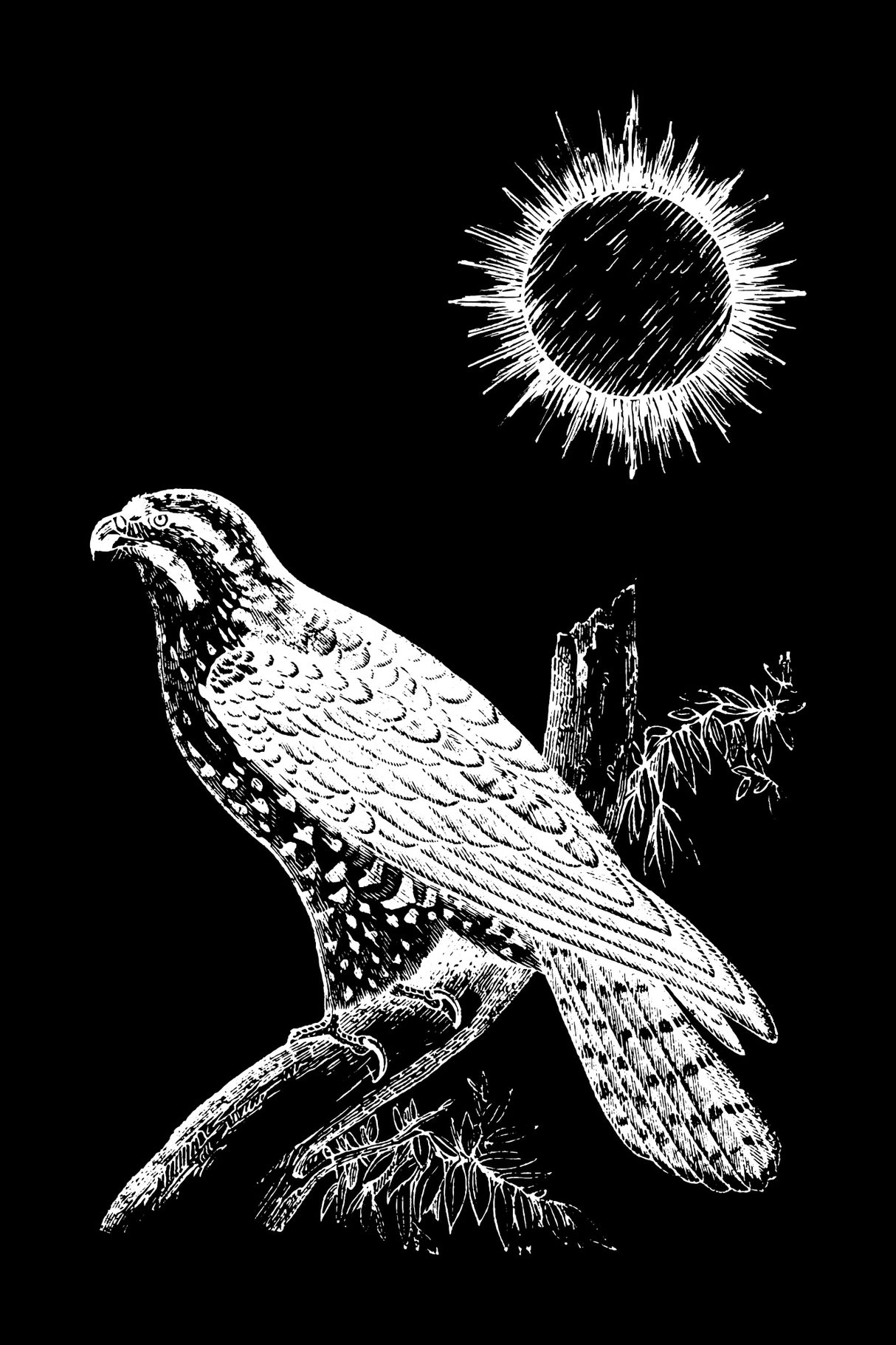 Falcon Peregrine Poster och Canvastavla
