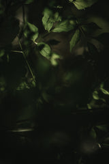 Botanical Series - Leaves 3/5 Poster och Canvastavla