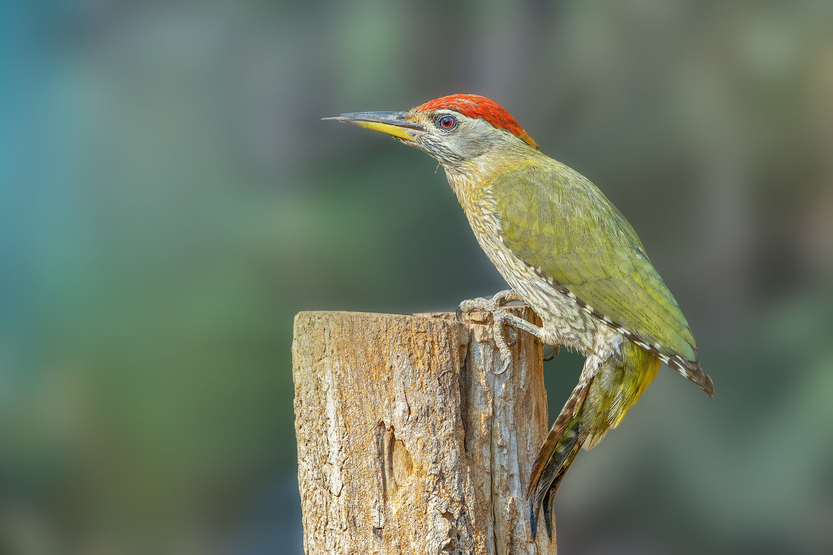 Streaked Woodpecker Poster och Canvastavla