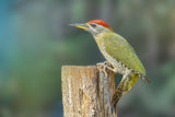 Streaked Woodpecker Poster och Canvastavla