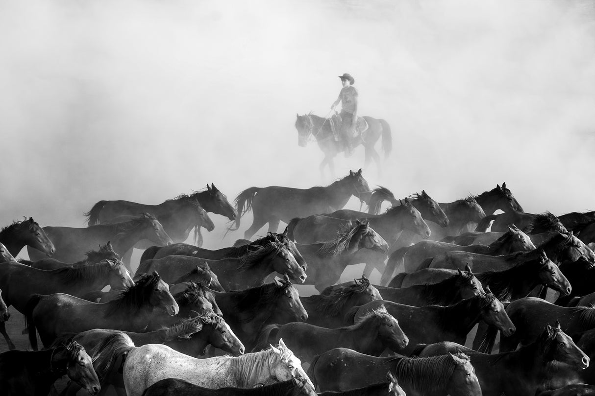Wild Horses Poster och Canvastavla