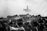 Wild Horses Poster och Canvastavla