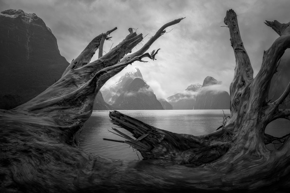 Milford Sound Poster och Canvastavla