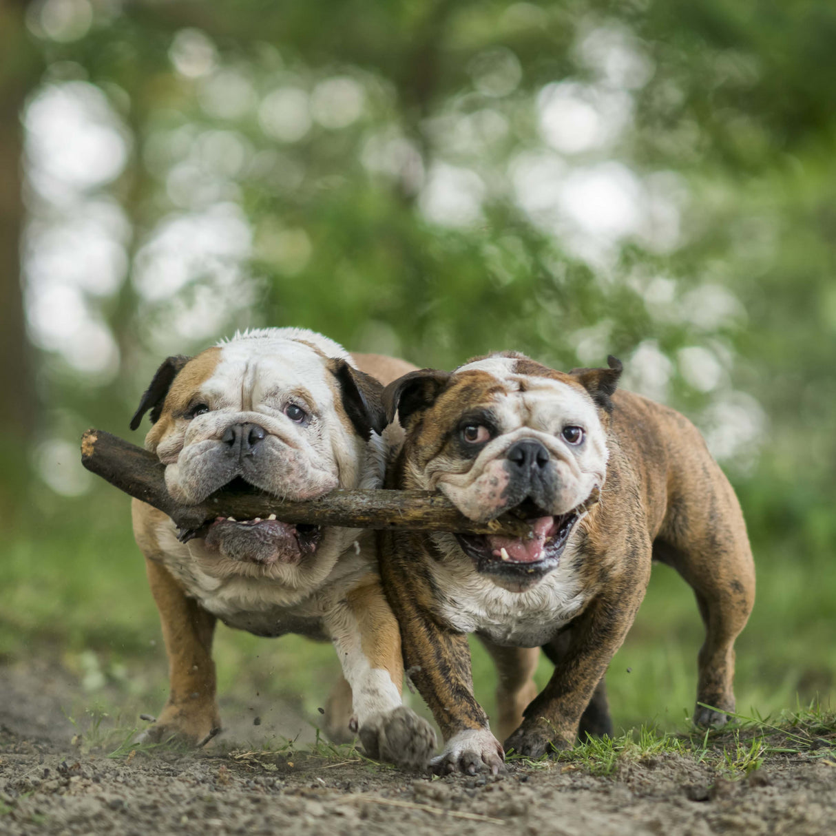 Sharing a stick Poster och Canvastavla
