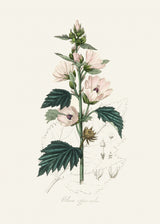 Common Marshmallow (althea Officinalis) Medical Botany Poster och Canvastavla