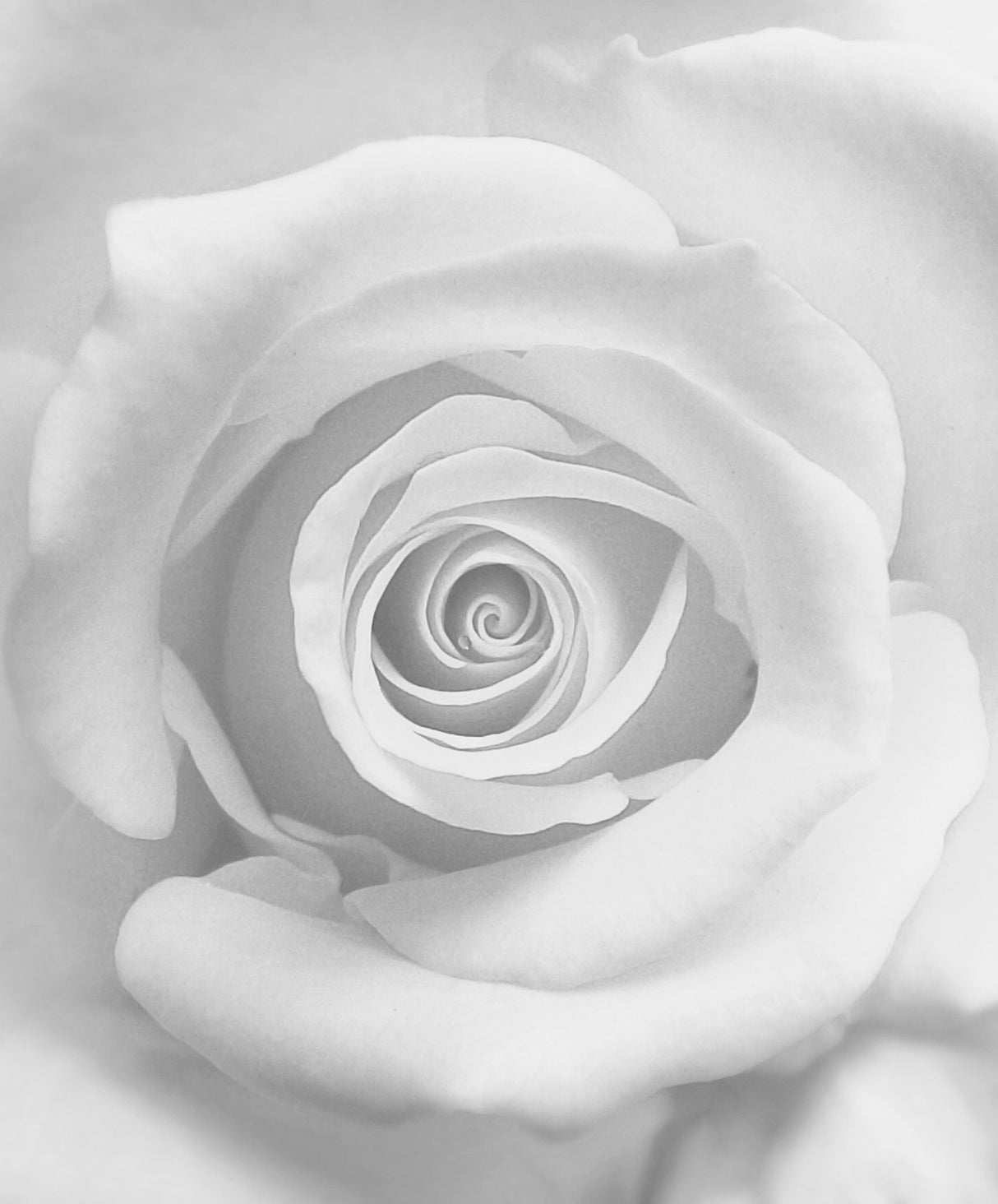 The Rose Poster och Canvastavla