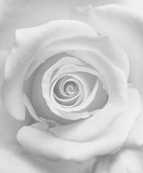 The Rose Poster och Canvastavla