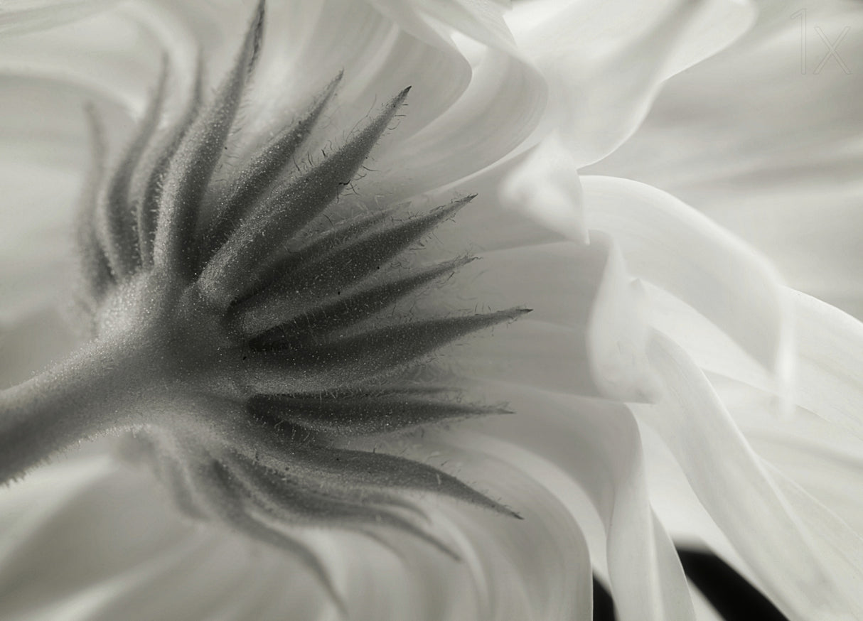 Calendula Poster och Canvastavla