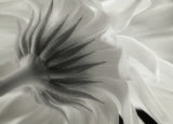 Calendula Poster och Canvastavla