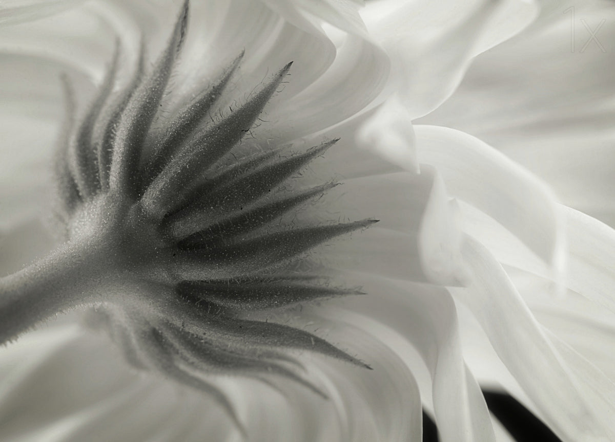 Calendula Poster och Canvastavla