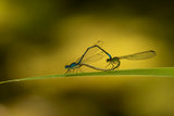Damselfly lovers Poster och Canvastavla