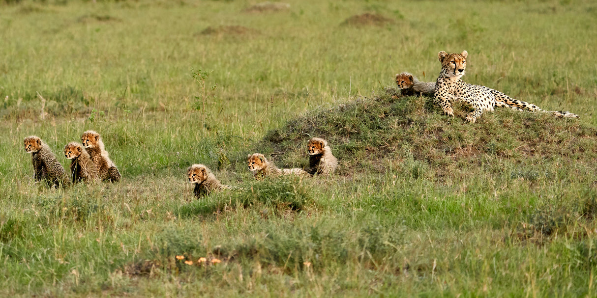 Cheetah with 7 cubs! Poster och Canvastavla