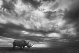 Rhino Land Poster och Canvastavla