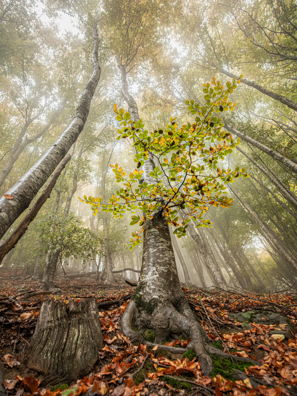 Autumn in Llancers Poster och Canvastavla