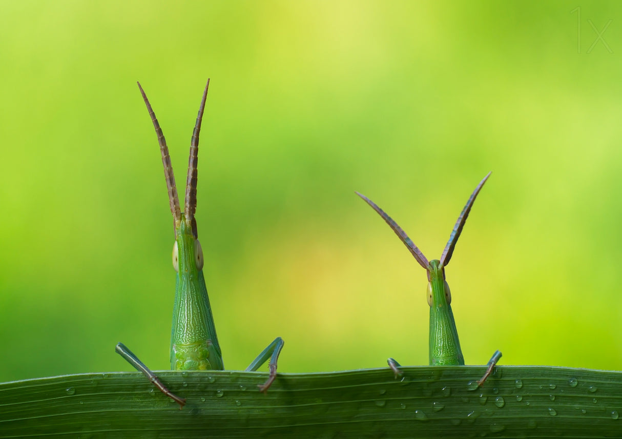 Macro Poster och Canvastavla