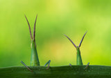 Macro Poster och Canvastavla