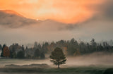 Mist Poster och Canvastavla