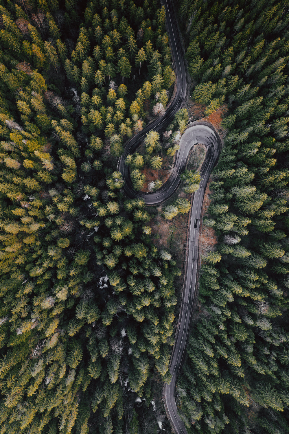 Forest vibes Poster och Canvastavla