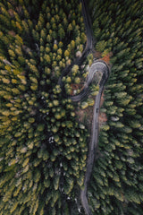 Forest vibes Poster och Canvastavla