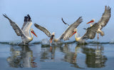 Dalmatian pelicans fishing Poster och Canvastavla