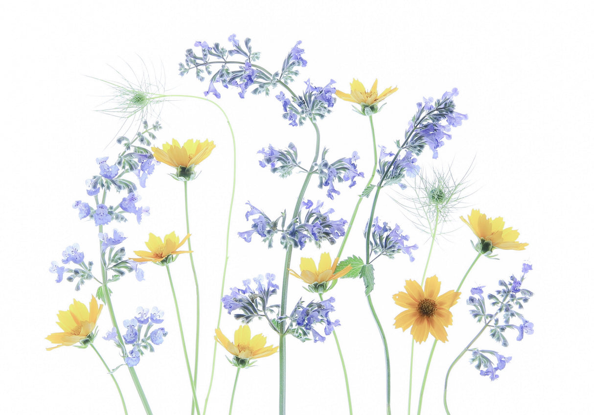 Coreopsis Poster och Canvastavla