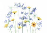 Coreopsis Poster och Canvastavla