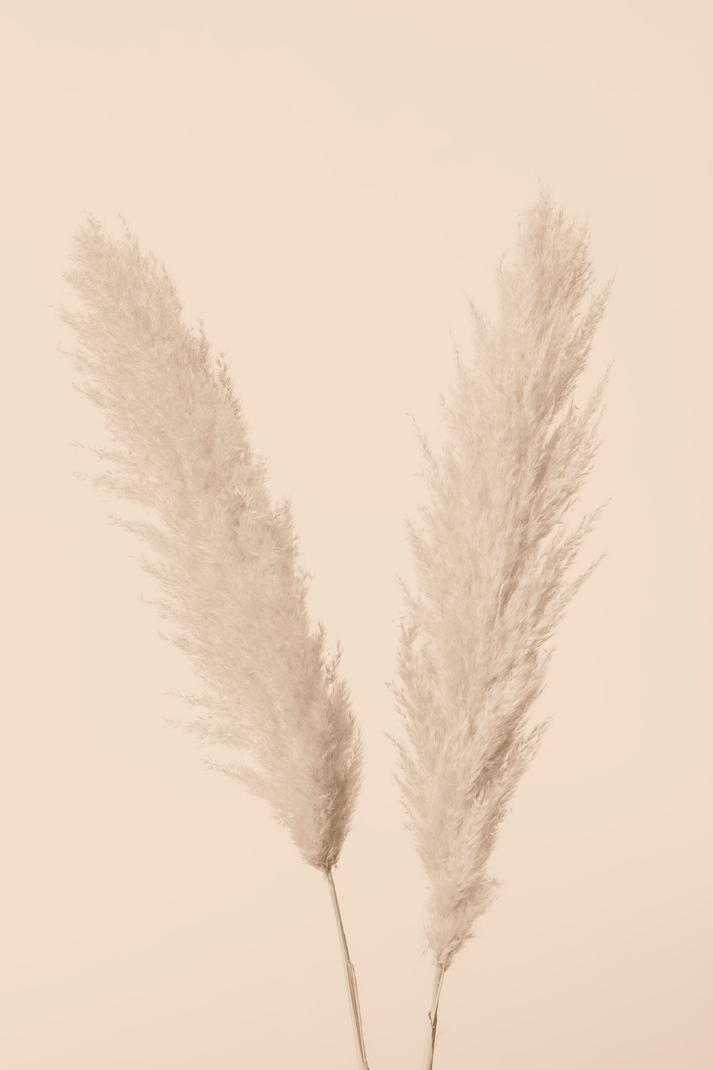 Pampas Grass Beige 01 Poster och Canvastavla