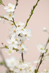 Cherry tree flowers Poster och Canvastavla