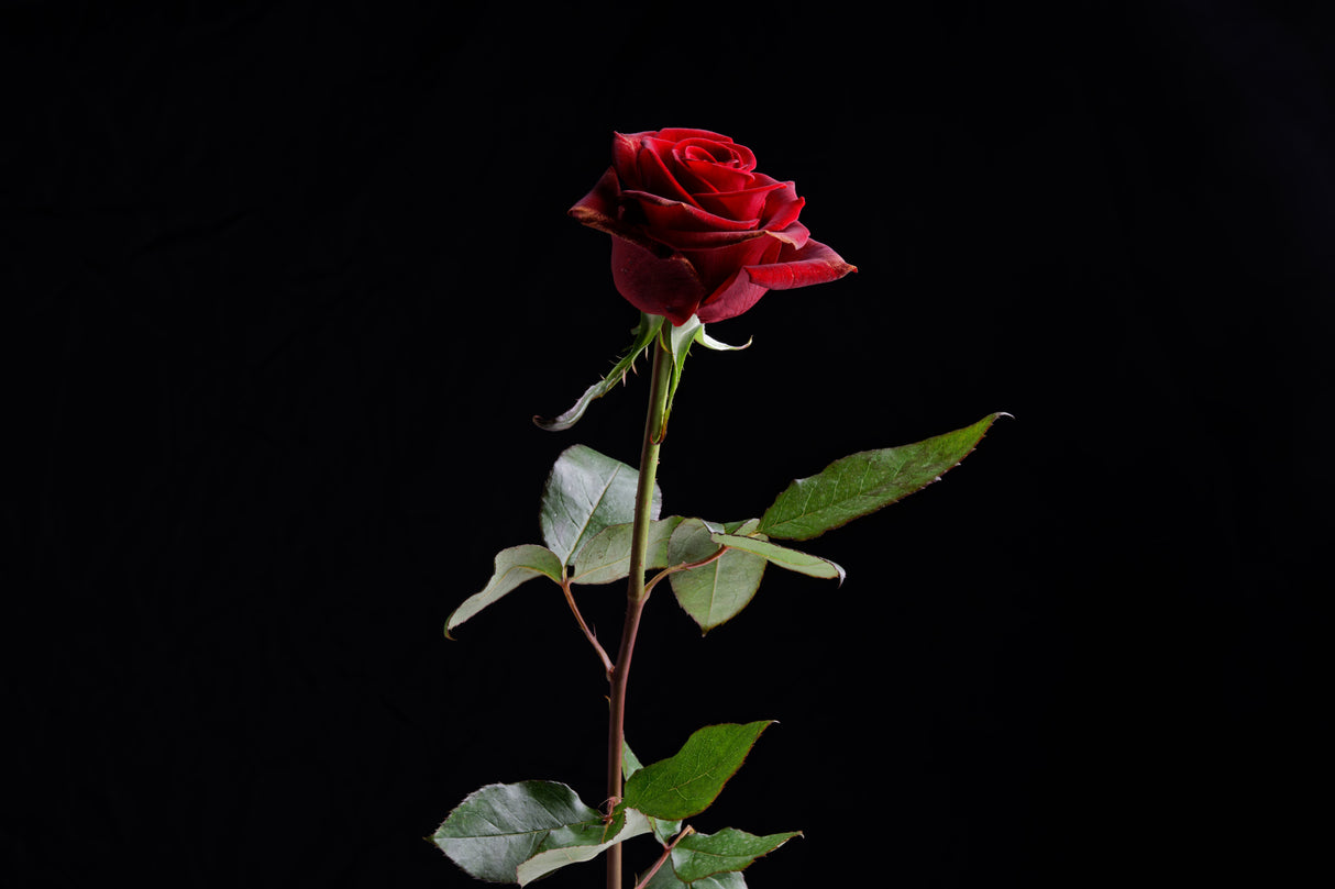 red rose Poster och Canvastavla