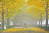 Autumn Leaves Poster och Canvastavla