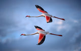 Greater Flamingos Poster och Canvastavla