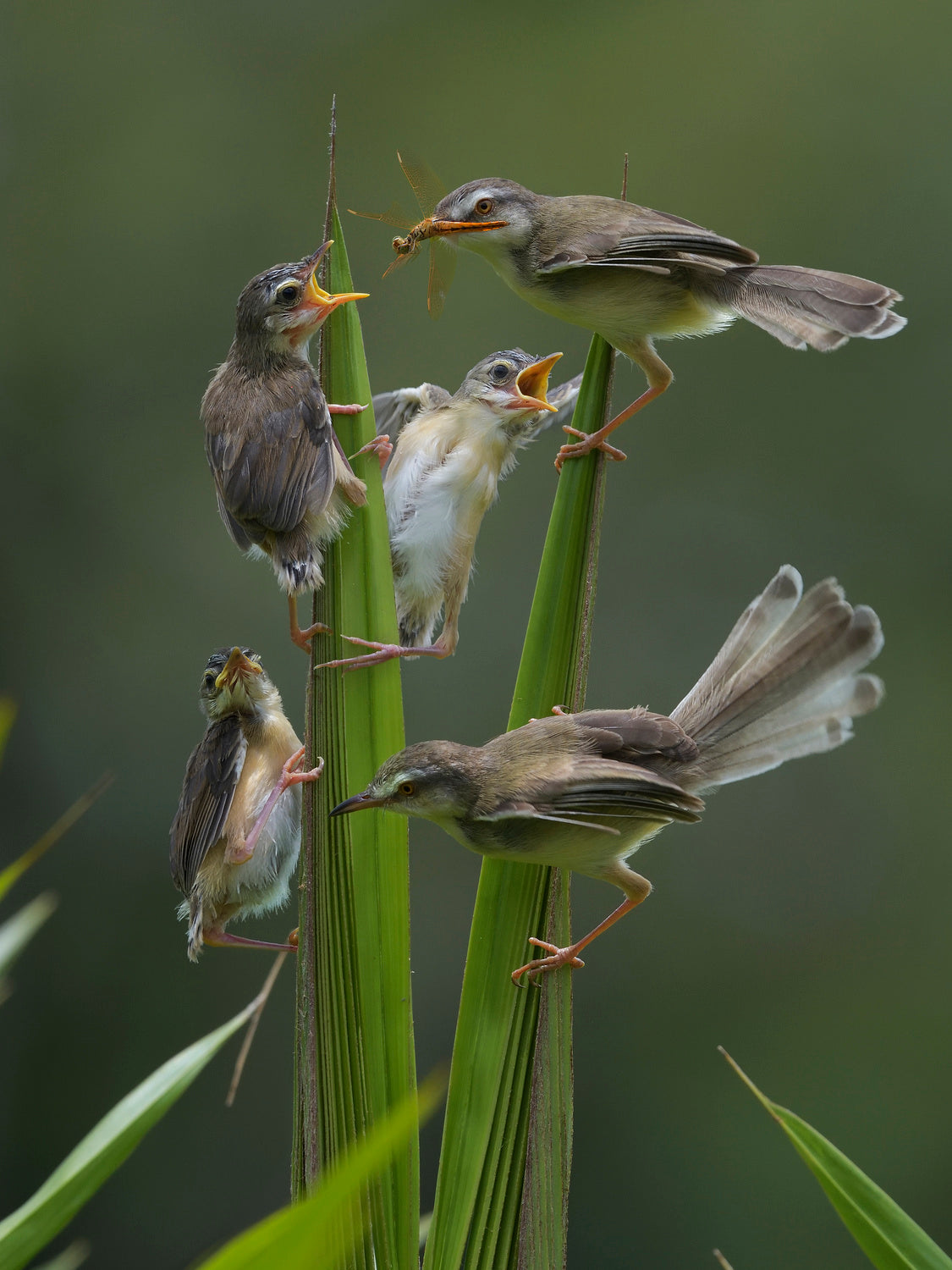 Plain Prinia Poster och Canvastavla