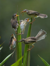 Plain Prinia Poster och Canvastavla