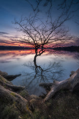 "FORGOTTEN TREE" Poster och Canvastavla