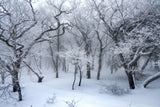 white forest Poster och Canvastavla