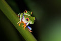 Peekaboo - Red-eyed tree frog Poster och Canvastavla
