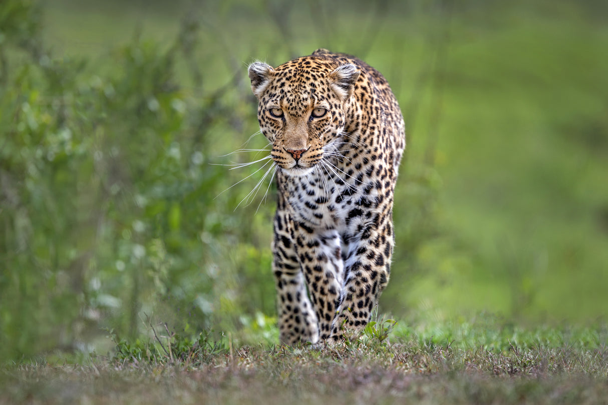 Patrolling leopard Poster och Canvastavla