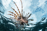 Lion fish Poster och Canvastavla