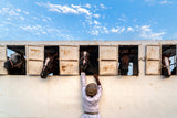 Horses Poster och Canvastavla