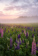 Lupines in fog part 3 Poster och Canvastavla