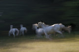 gallop through a shadow Poster och Canvastavla