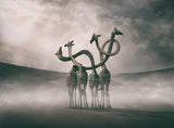 Giraffes Embracing Poster och Canvastavla